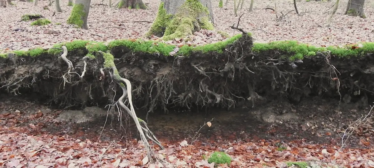 Umgestürzter Baum im Wald legt die Unterwelt frei