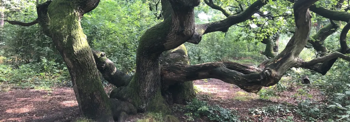 Eine magische alte Kratteiche windet ihre knorrigen Äste über den Waldweg