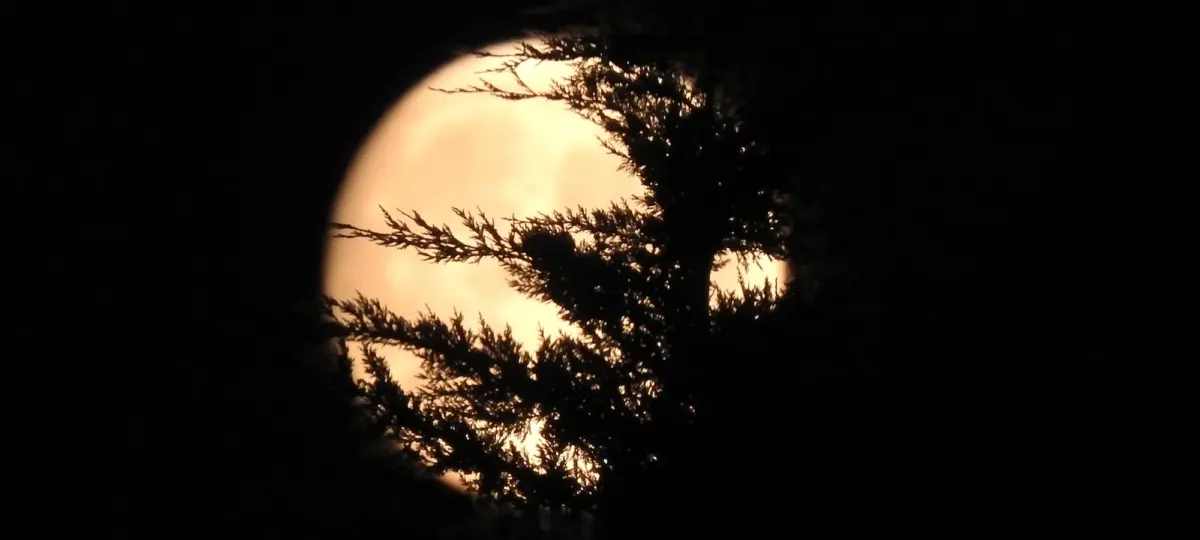 Magischer Vollmond leuchtet durch die Bäume