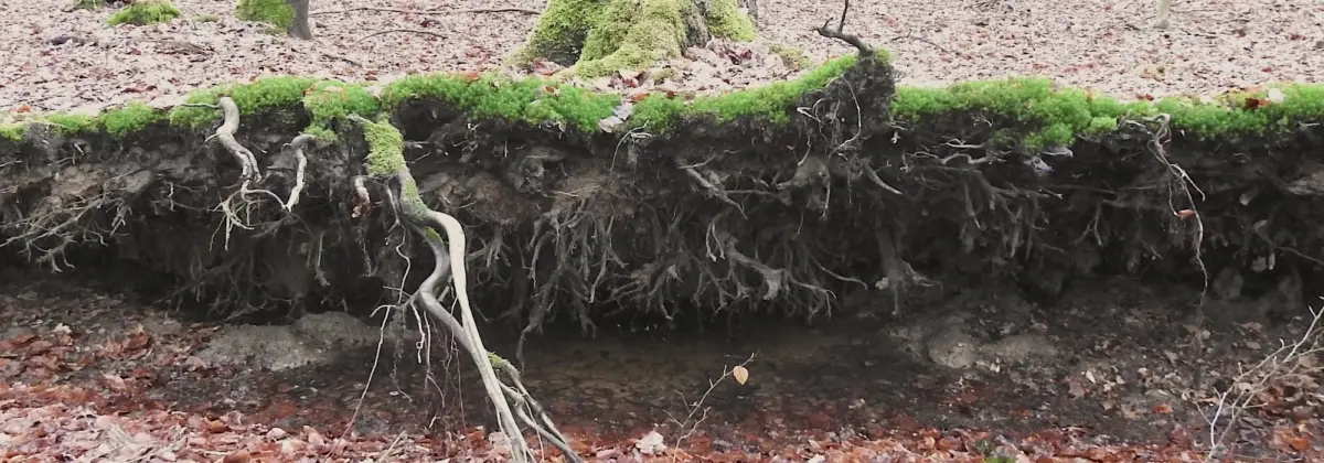 Umgestürzter Baum im Wald legt die Unterwelt frei